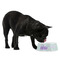 Birthday Princess Plastic Pet Bowls - Medium - LIFESTYLE