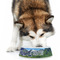 Gone Fishing Plastic Pet Bowls - Large - LIFESTYLE