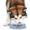 Labor Day Plastic Pet Bowls - Large - LIFESTYLE