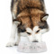 Wedding People Plastic Pet Bowls - Large - LIFESTYLE