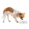 Wedding People Plastic Pet Bowls - Small - LIFESTYLE