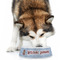 Housewarming Plastic Pet Bowls - Large - LIFESTYLE