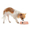 Pet Photo Plastic Pet Bowls - Small - LIFESTYLE