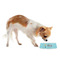 Sundance Yoga Studio Plastic Pet Bowls - Small - LIFESTYLE