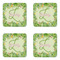 Tropical Leaves Border Coaster Set - APPROVAL