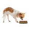 Tropical Sunset Plastic Pet Bowls - Small - LIFESTYLE