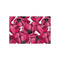 Tulips Tissue Paper - Heavyweight - Small - Front