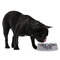 Graffiti Plastic Pet Bowls - Medium - LIFESTYLE