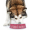 Sail Boats & Stripes Plastic Pet Bowls - Large - LIFESTYLE