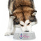 Monogram Anchor Plastic Pet Bowls - Large - LIFESTYLE