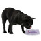 What is your Superpower Plastic Pet Bowls - Medium - LIFESTYLE