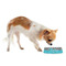 Dots & Zebra Plastic Pet Bowls - Small - LIFESTYLE