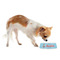 Airplane Theme Plastic Pet Bowls - Small - LIFESTYLE