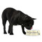 High Heels Plastic Pet Bowls - Medium - LIFESTYLE