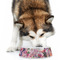 Watercolor Floral Plastic Pet Bowls - Large - LIFESTYLE