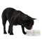 Dental Insignia / Emblem Plastic Pet Bowls - Medium - Lifestyle