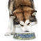 WBCCI Heritage logo Plastic Pet Bowls - Large - Lifestyle