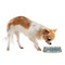 WBCCI Heritage logo Plastic Pet Bowls - Small - Lifestyle