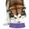 Streamin' on the Strand Plastic Pet Bowls - Large - Lifestyle