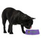 Streamin' on the Strand Plastic Pet Bowls - Medium - Lifestyle