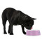 Graduation Plastic Pet Bowls - Medium - LIFESTYLE