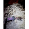 Image Uploaded for WJ Review of Design Your Own Deluxe Dog Collar