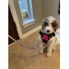 Image Uploaded for WJ Review of Bohemian Art Deluxe Dog Leash (Personalized)