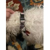 Image Uploaded for WJ Review of Design Your Own Deluxe Dog Collar
